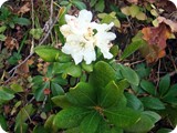 Kafkas ormangülü (Rhododendron caucasicum)